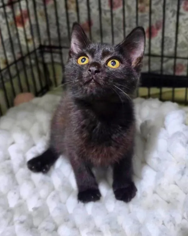 A baby small-sized male Domestic Short Hair cat named Pismo for adoption in Novato, CA