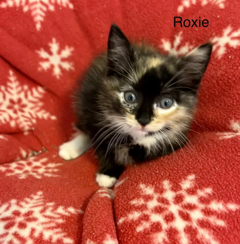 A baby medium-sized female Calico cat named Roxy for adoption in Buford, GA