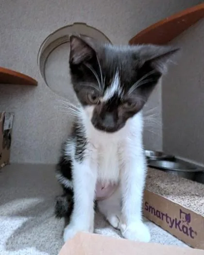 A baby small-sized female Domestic Short Hair cat named Jasmine for adoption in Washington, DC