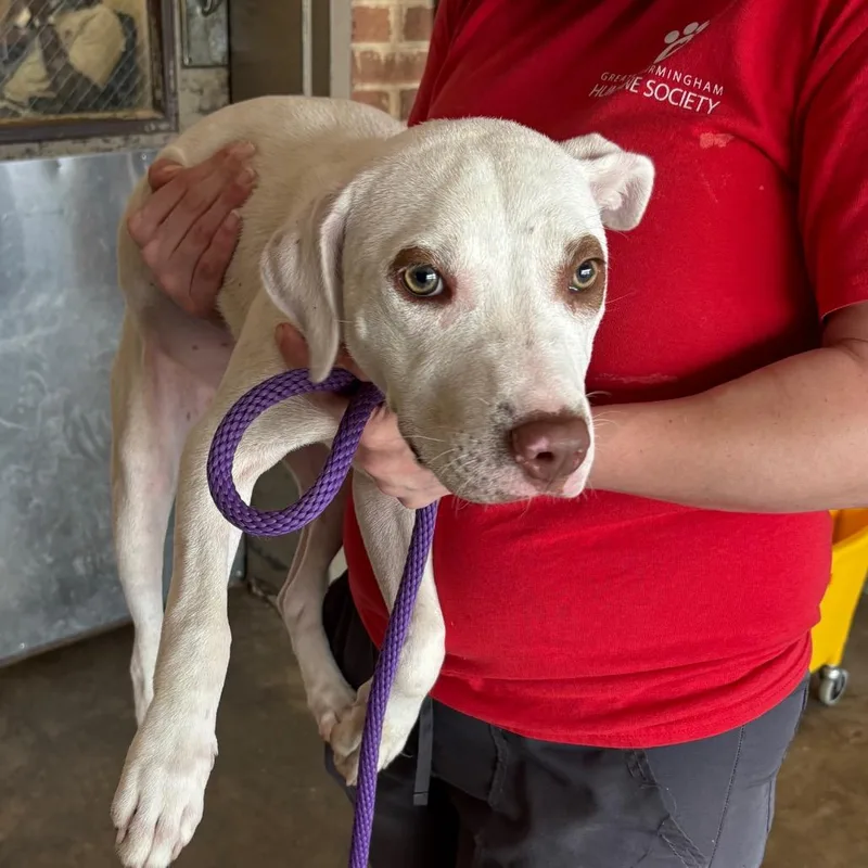 A young medium-sized male Pit Bull Terrier dog named Lucas for adoption in Birmingham, AL