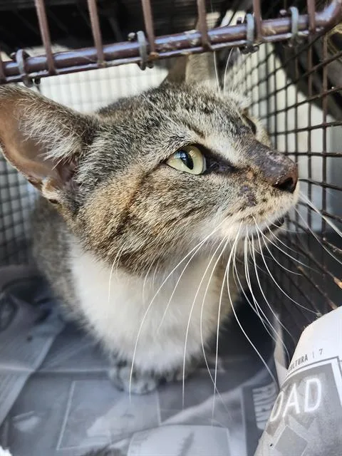 An adult medium-sized female Domestic Short Hair cat named Nala for adoption in San Antonio, TX
