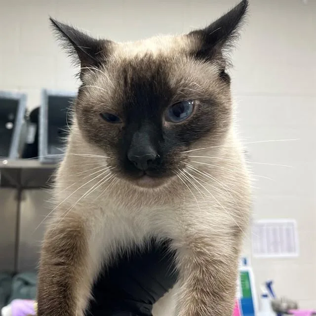 A young medium-sized female Siamese cat named Aloka for adoption in Naples, FL