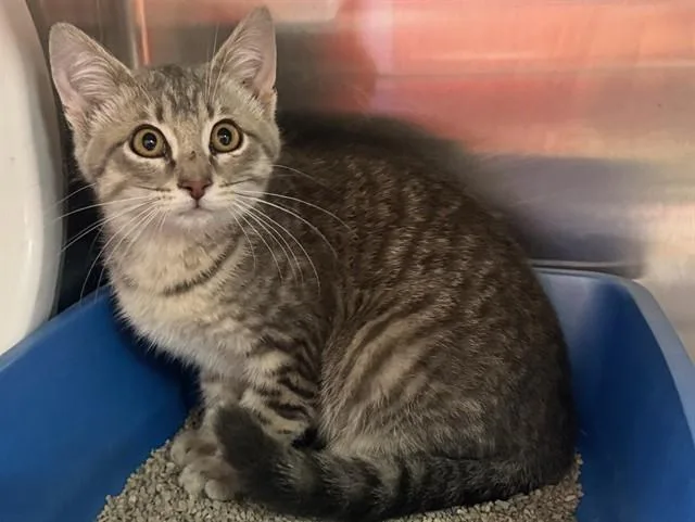 A baby small-sized female Domestic Short Hair cat named Vihuela for adoption in Ames, IA