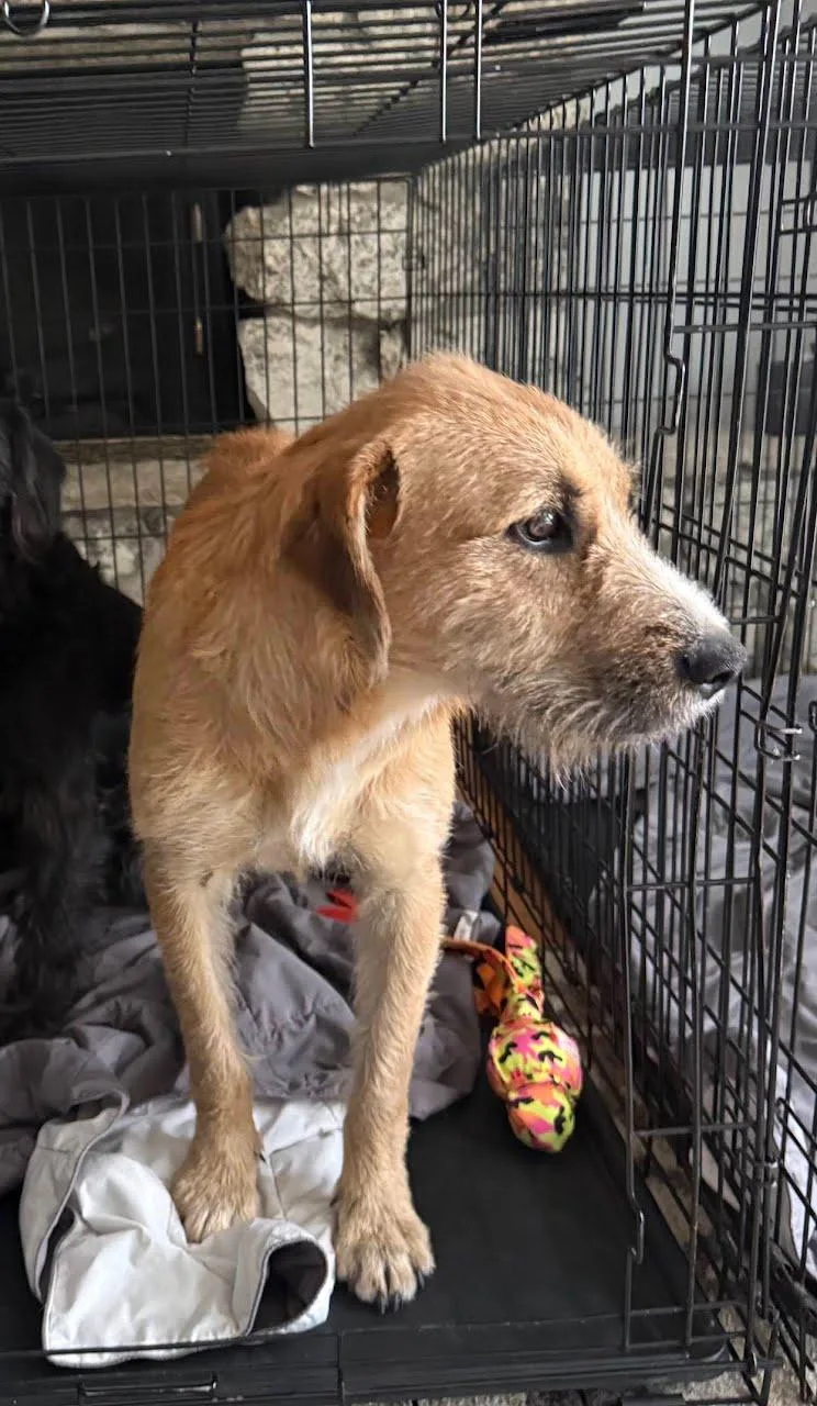 A young medium-sized female Apricot / Beige Schnauzer dog named Blossom for adoption in Rolling Meadows, IL