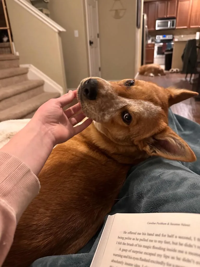 Tarantallegra thumbnail 2