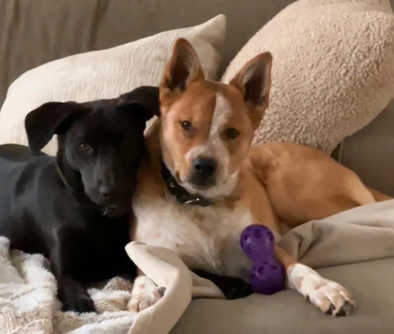 Tarantallegra thumbnail 4