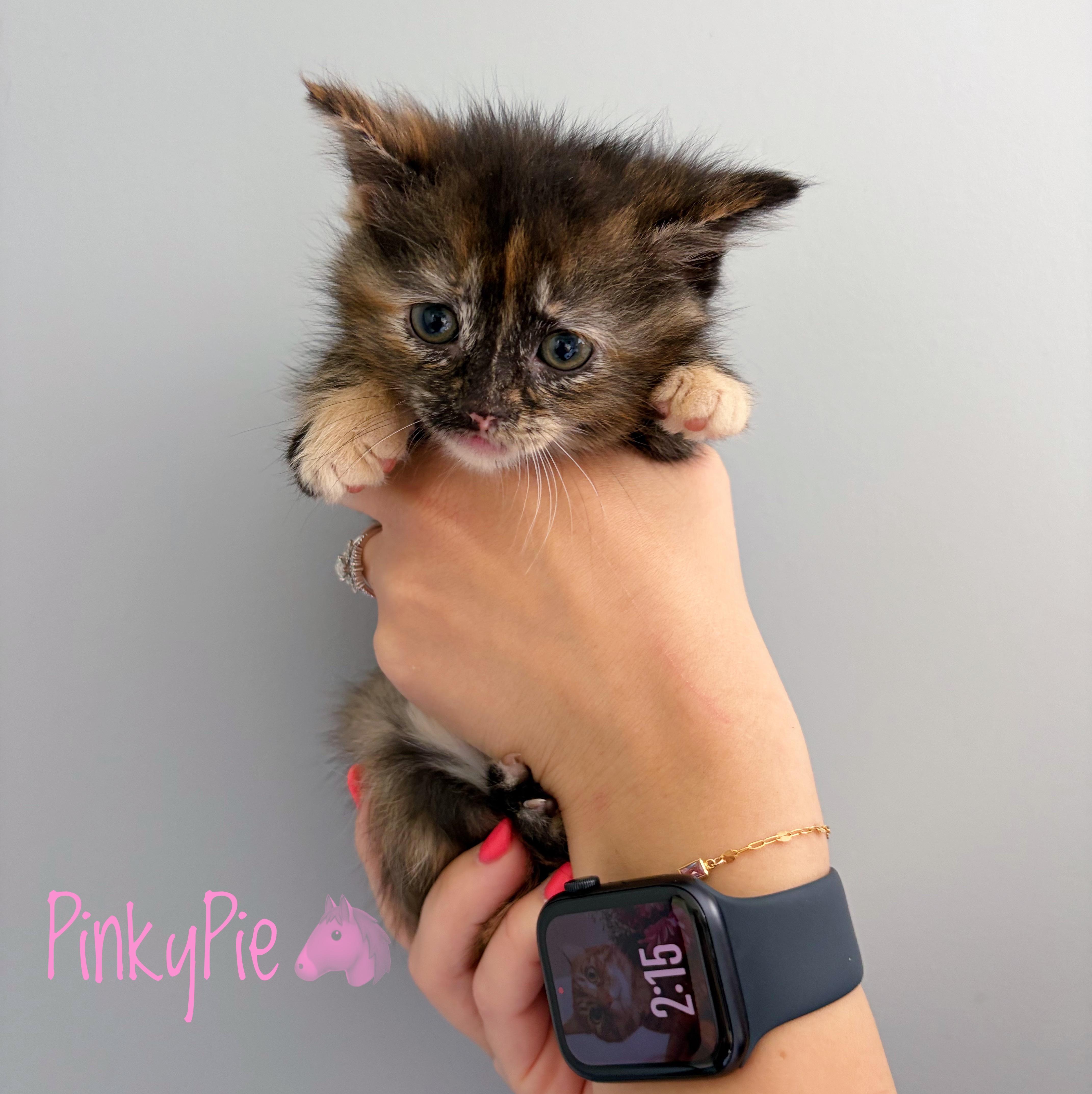 A baby medium-sized female Tortoiseshell Domestic Long Hair cat named Pinky Pie for adoption in Bethel, OH