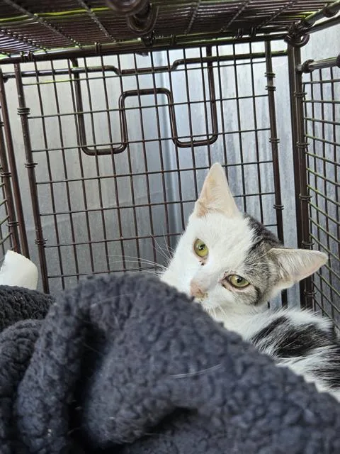 A young small-sized male Domestic Short Hair cat named Mike for adoption in San Antonio, TX
