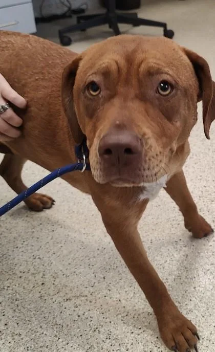 An adult large-sized female Mixed Breed dog named Lila for adoption in Lafayette, IN