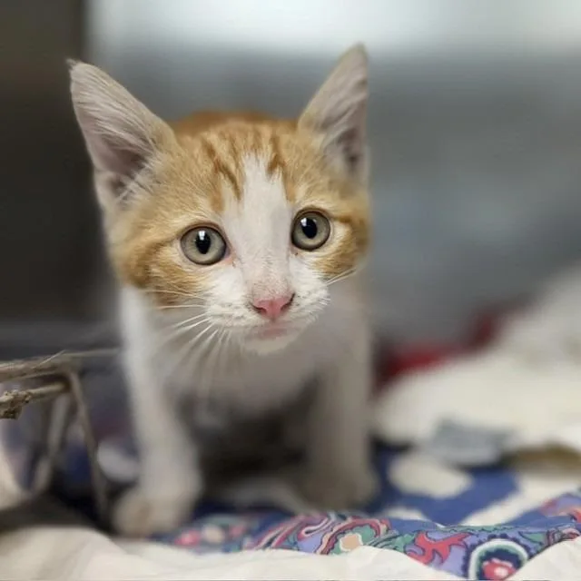 A baby small-sized male Orange / Red Domestic Short Hair cat named Ford Truck Month for adoption in Bullhead City, AZ