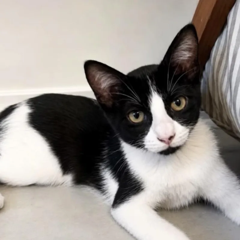 A baby small-sized male Black Domestic Short Hair cat named Totoro for adoption in Pacific Palisades, CA
