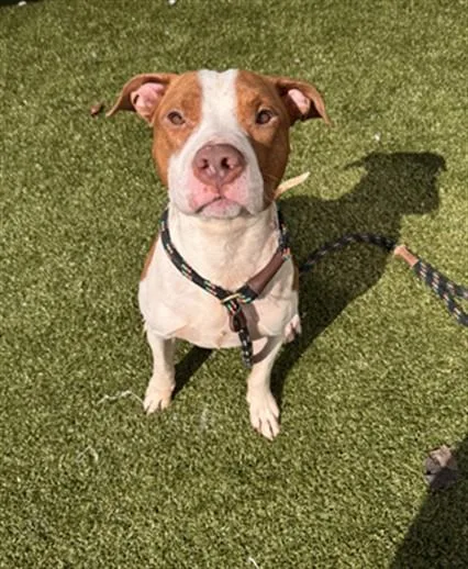 An adult large-sized male Pit Bull Terrier dog named Chaser for adoption in Toledo, OH