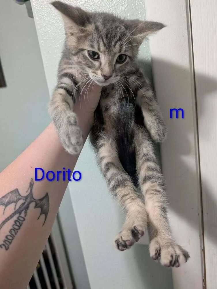 Dorito