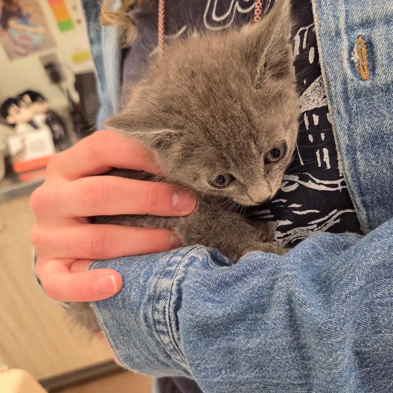 A baby small-sized female Gray / Blue / Silver American Shorthair cat named Wilhelmina for adoption in Chattanooga, TN