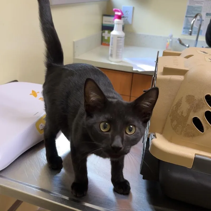 A young medium-sized male Black Domestic Short Hair cat named Snow Cone Machine for adoption in Newark, DE