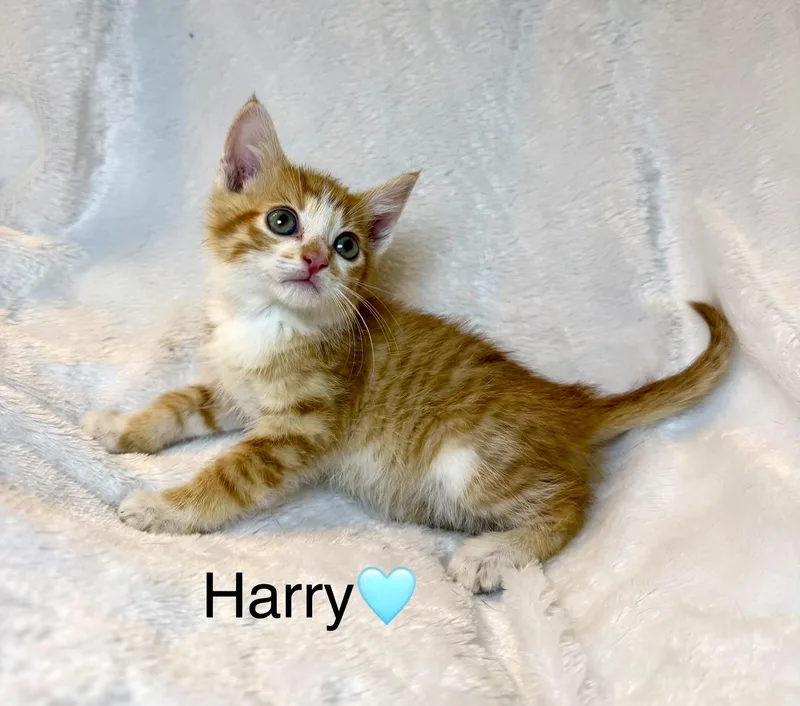 A baby medium-sized male Orange & White Domestic Medium Hair cat named Harry for adoption in Copley, OH