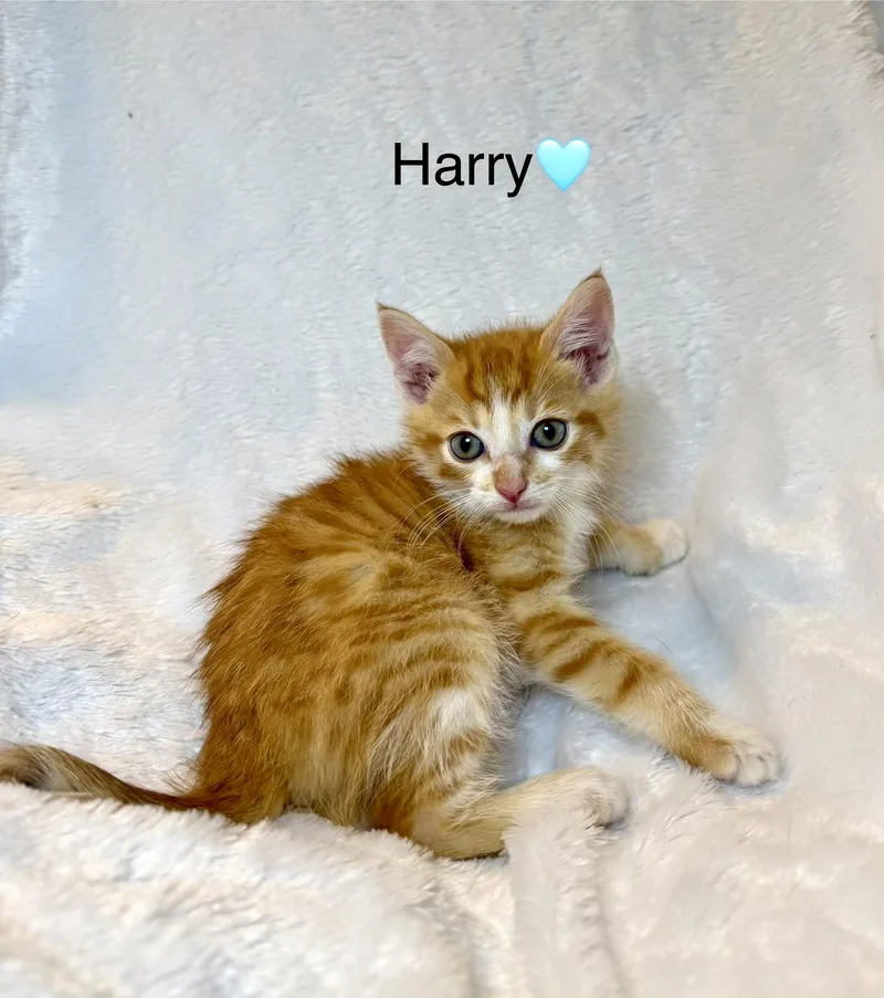 Harry thumbnail 2