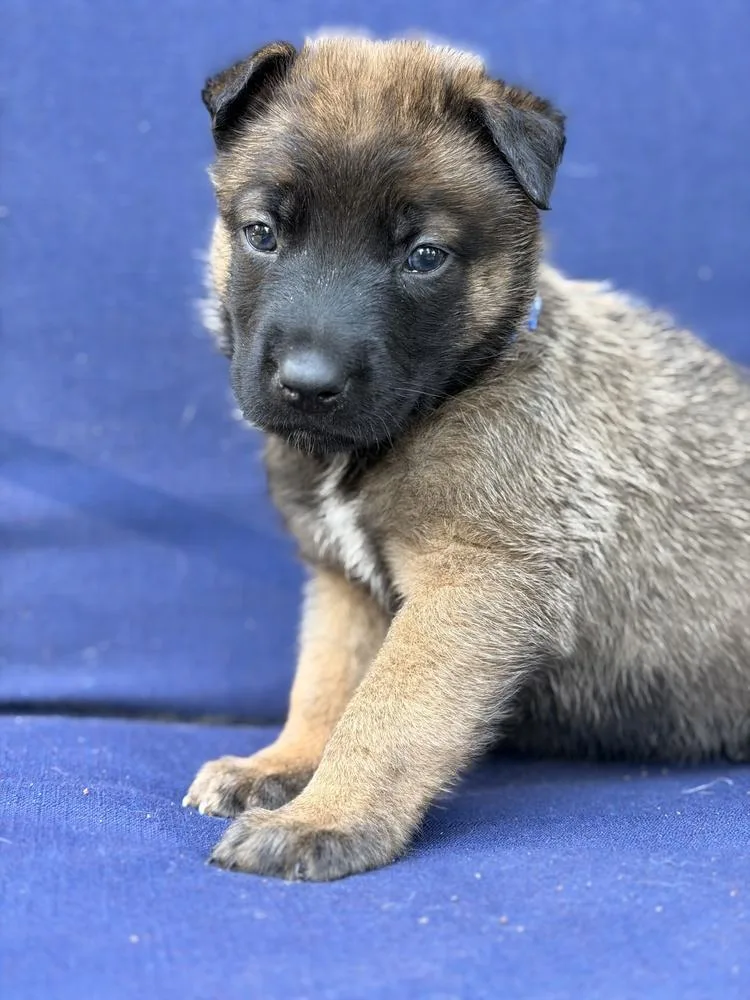 A baby large-sized male Belgian Shepherd / Malinois dog named Finn for adoption in Pleasant Hill, CA