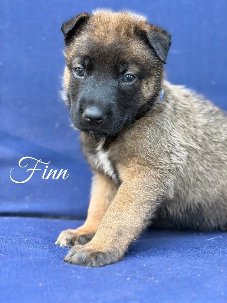 Finn thumbnail 2