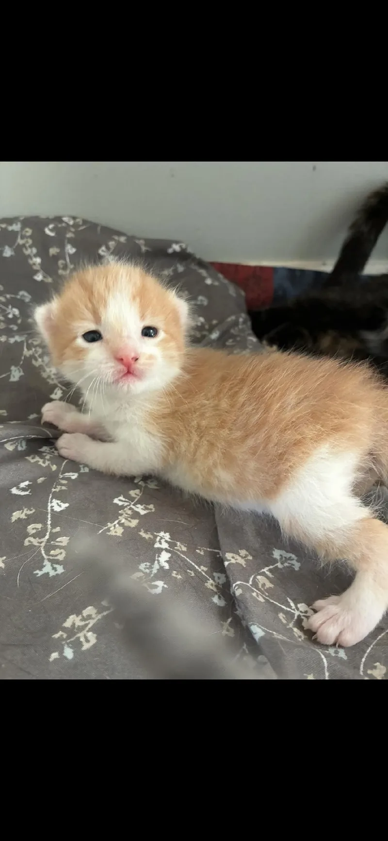 A baby medium-sized male Tabby (Orange / Red) Tabby cat named Toby E for adoption in Omaha, NE