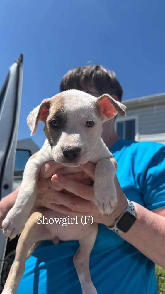 A baby medium-sized female White / Cream Pit Bull Terrier dog named Showgirlf for adoption in Wenonah, NJ