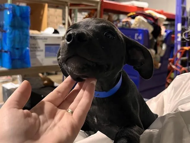 A baby small-sized male Pit Bull Terrier dog named Helix for adoption in Colorado Springs, CO