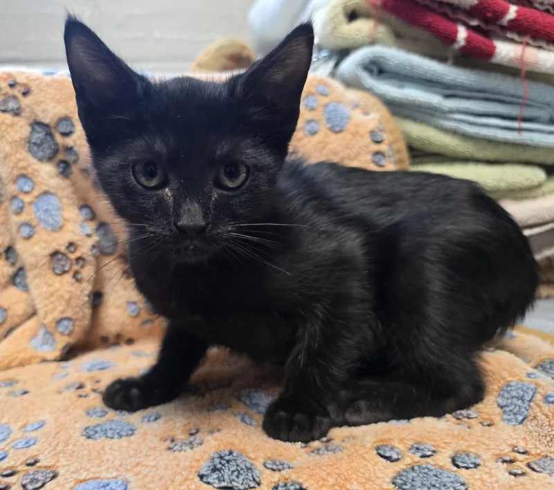 A young small-sized female Black Domestic Short Hair cat named Dorinda for adoption in Friendswood, TX