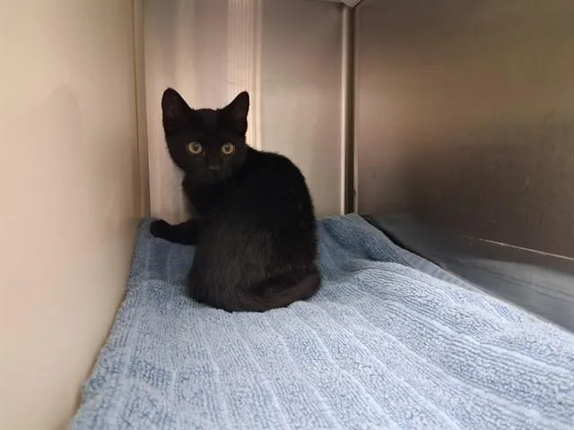 A baby small-sized male Domestic Short Hair cat named Jitter Bug for adoption in Colorado Springs, CO