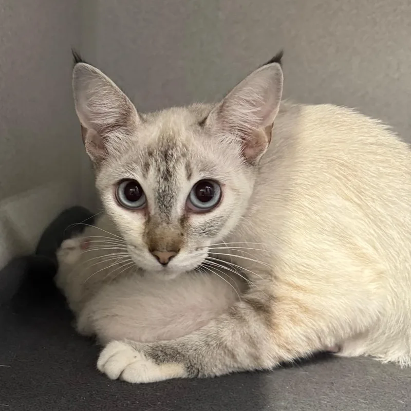A young medium-sized female White Domestic Short Hair cat named Mama Pixie for adoption in Long Beach, CA