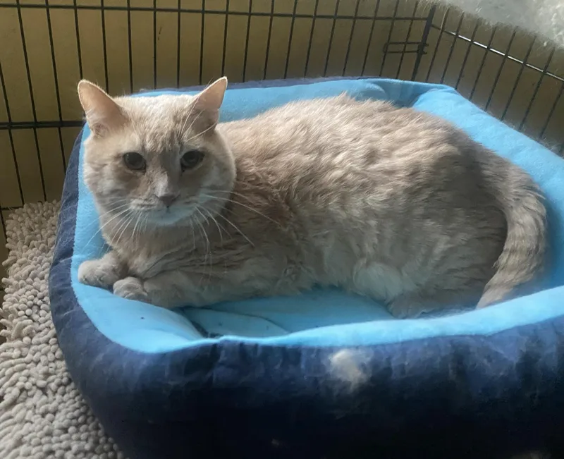 An adult medium-sized male Orange & White American Shorthair cat named Shelly for adoption in Beverly Hills, CA