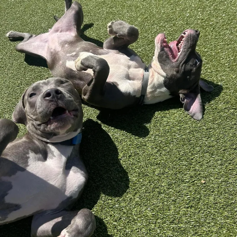 A young medium-sized female Gray / Blue / Silver American Staffordshire Terrier dog named Kimber for adoption in Stamford, CT