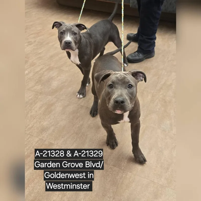 A young medium-sized male Gray / Blue / Silver Pit Bull Terrier dog named Goose for adoption in Westminster, CA
