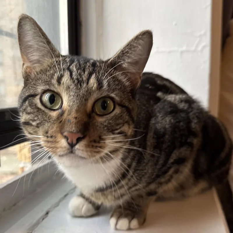 A young large-sized male Brown / Chocolate Domestic Short Hair cat named Rumpy for adoption in Westhampton, NY