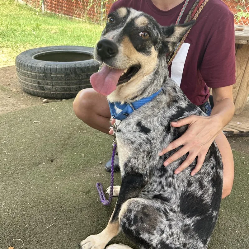 An adult medium-sized female Gray / Blue / Silver Australian Cattle Dog / Blue Heeler dog named Blue Moon for adoption in Austin, TX