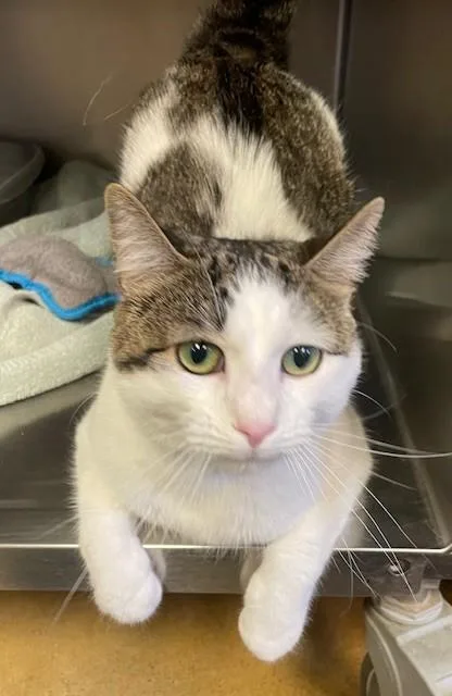 An adult medium-sized male Domestic Short Hair cat named Harry for adoption in Prudenville, MI