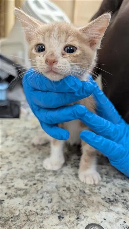 A baby small-sized male Domestic Short Hair cat named Romaine for adoption in Largo, FL