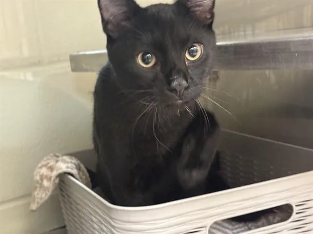 A young small-sized male Domestic Short Hair cat named Teddy for adoption in Pueblo, CO