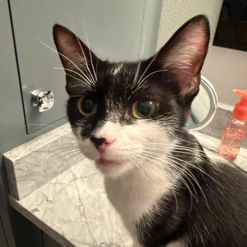 A young medium-sized female Black Domestic Short Hair cat named Bat Cat for adoption in Waukesha, WI