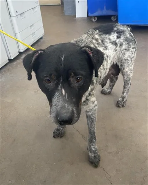 An adult large-sized female Mixed Breed dog named Blue for adoption in Dallas, TX