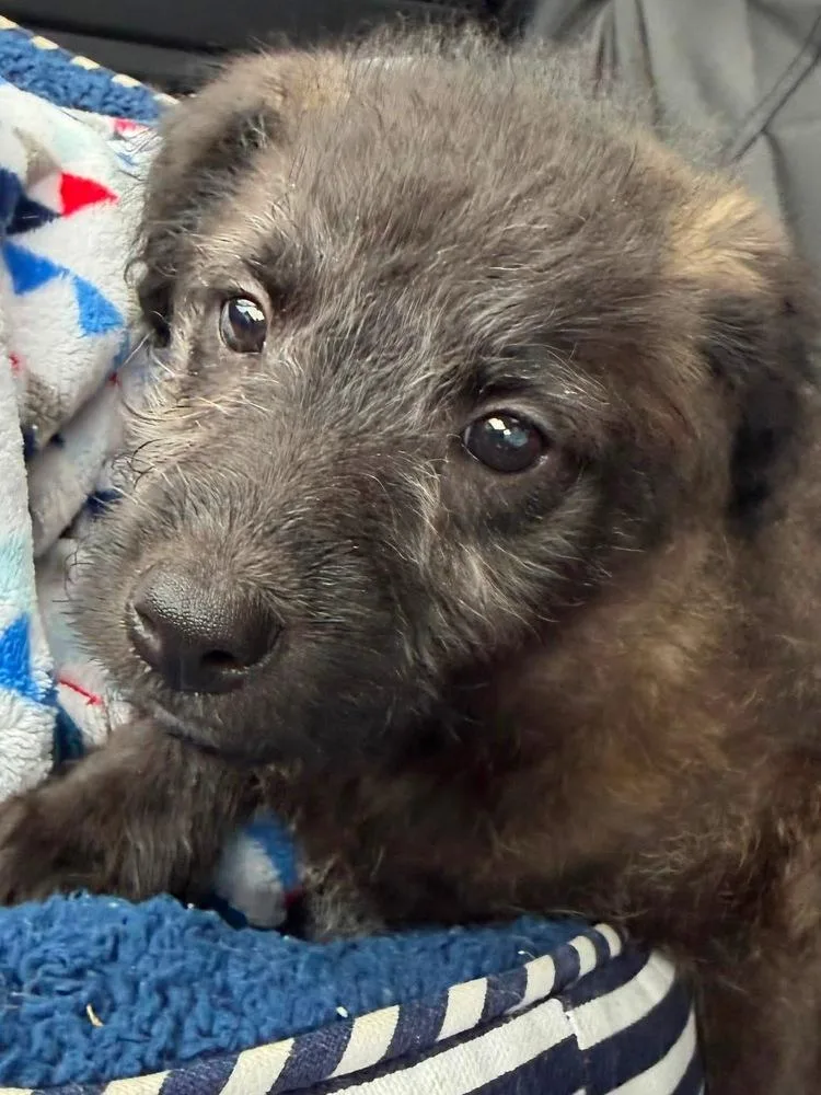 A baby small-sized female Gray / Blue / Silver Corgi dog named Echo for adoption in Scranton, PA