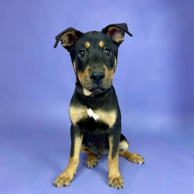 A young large-sized male Bicolor Rottweiler dog named Padre for adoption in Alvin, TX