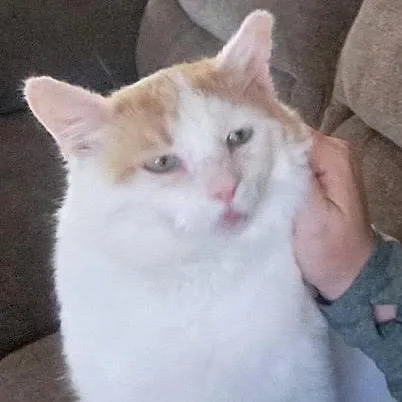 An adult large-sized male White Domestic Short Hair cat named Sullivan C for adoption in Princeton, MN