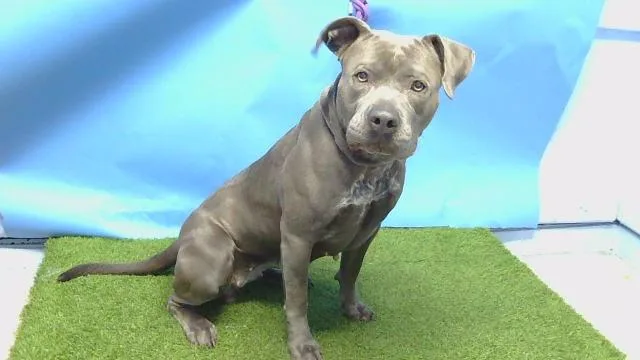 An adult large-sized female Pit Bull Terrier dog named Genevieve for adoption in Gardena, CA