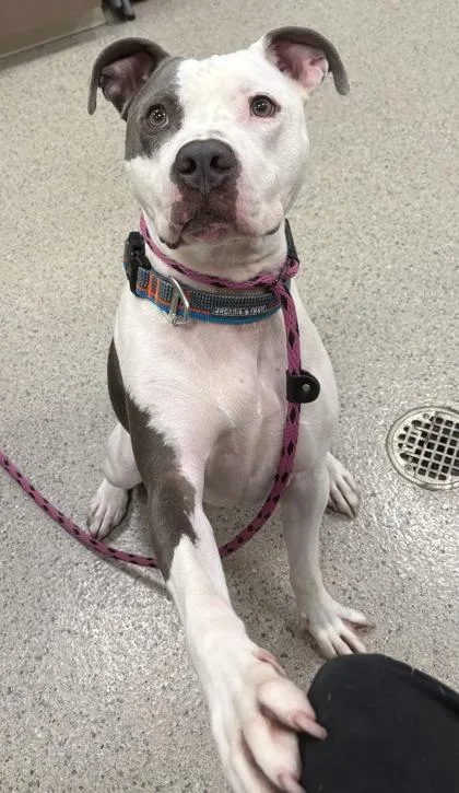 An adult medium-sized male Pit Bull Terrier dog named Apollo for adoption in Fishers, IN
