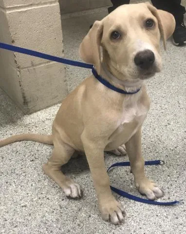A baby small-sized female Labrador Retriever dog named A for adoption in Conroe, TX