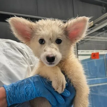 A baby medium-sized female Samoyed dog named Princess for adoption in Morton Grove, IL