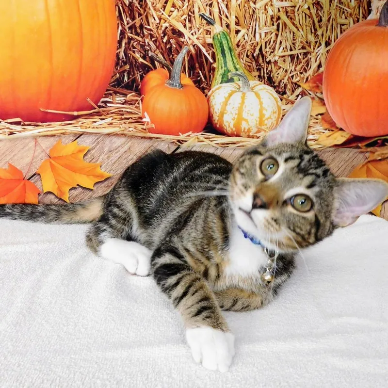 A baby medium-sized male Gray / Blue / Silver Domestic Short Hair cat named River for adoption in Canton, IL