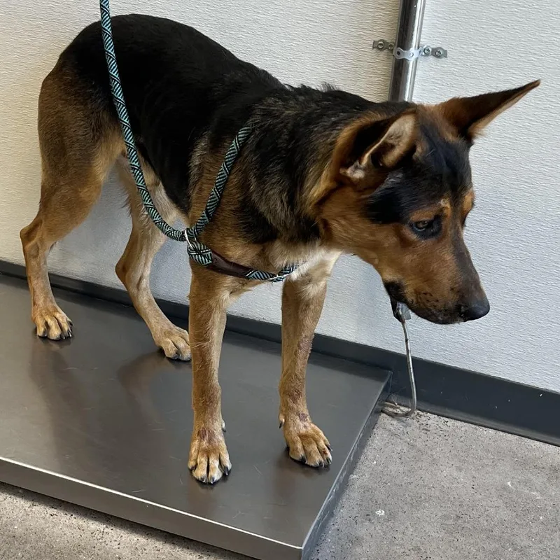 An adult medium-sized male Mixed Breed dog named Sawyer for adoption in Las Cruces, NM