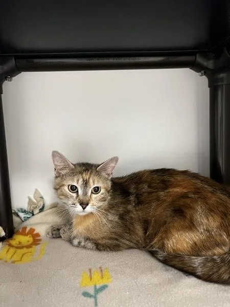 An adult medium-sized female Domestic Short Hair cat named Santa Maria for adoption in Salt Lake City, UT