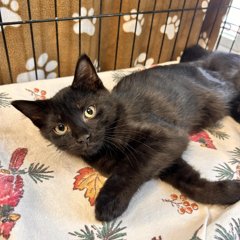 A baby small-sized male Black Domestic Short Hair cat named Cornell for adoption in Myerstown, PA